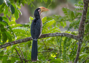 Fototapeta premium Oriental Pied Hornbill on branch on green background in nature.