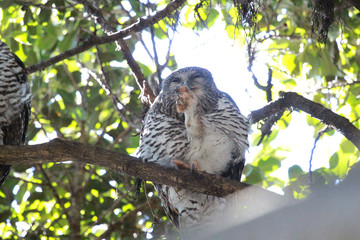 Powerful Owl in Sydney Australia