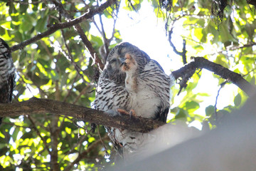 Powerful Owl in Sydney Australia