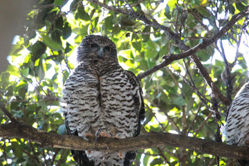 Powerful Owl in Sydney Australia