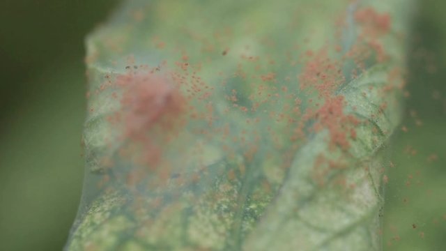 Close up shot of red spider mite colony on a tomato leaf, Tetranychus urticae 
