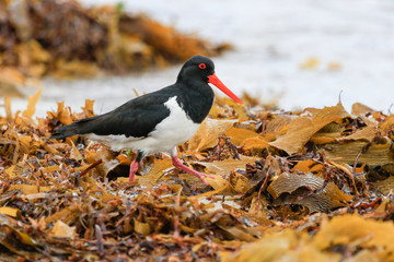 Pied Oystercatcher in Australia