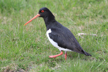 South Island Pied Oystercatcher in New Zealand