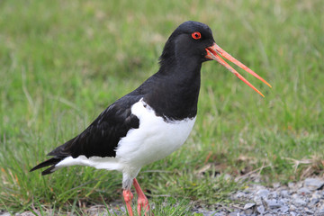 South Island Pied Oystercatcher in New Zealand