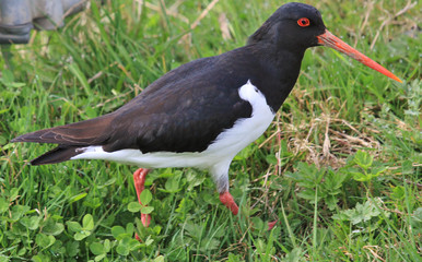 South Island Pied Oystercatcher in New Zealand