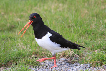 South Island Pied Oystercatcher in New Zealand