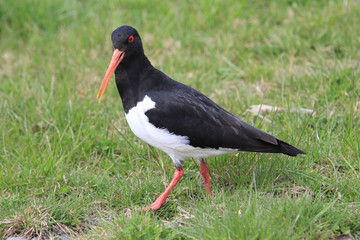 South Island Pied Oystercatcher in New Zealand