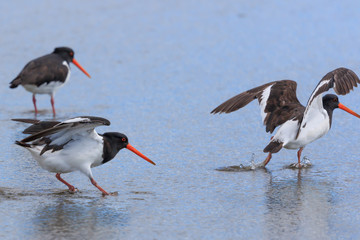 South Island Pied Oystercatcher in New Zealand