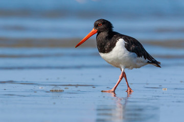 South Island Pied Oystercatcher in New Zealand