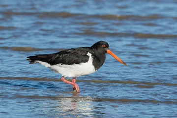 South Island Pied Oystercatcher in New Zealand