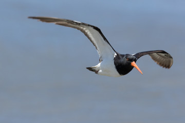 South Island Pied Oystercatcher in New Zealand