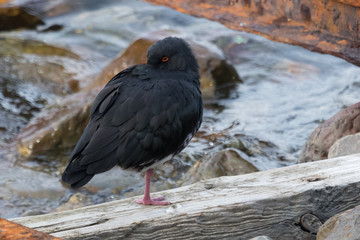 Variable Oystercatcher in New Zealand