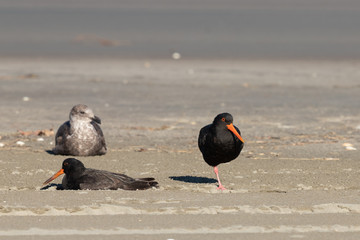 Variable Oystercatcher in New Zealand