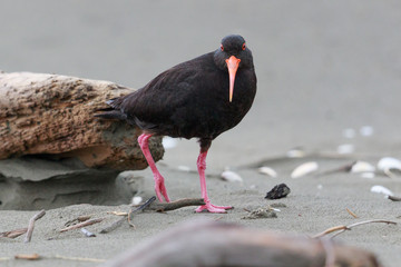 Variable Oystercatcher in New Zealand