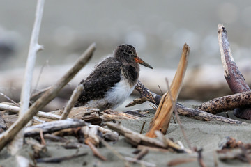 Variable Oystercatcher in New Zealand