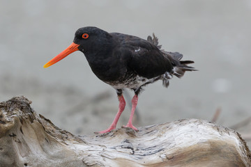 Variable Oystercatcher in New Zealand