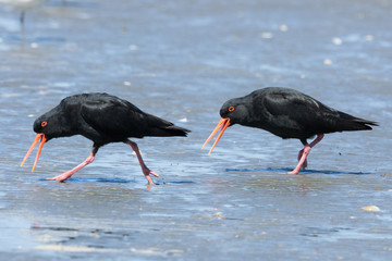Variable Oystercatcher in New Zealand