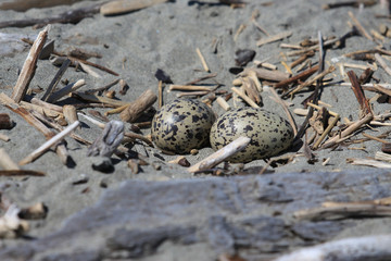 Variable Oystercatcher in New Zealand