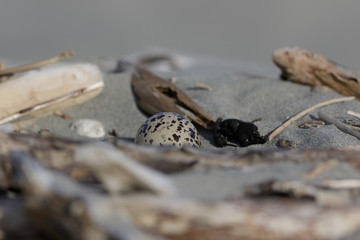 Variable Oystercatcher in New Zealand