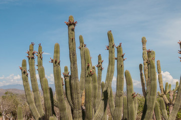 Desert and flora of the Baja California Sur desert, in Todos Santos town. Mexico