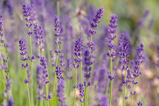 Lavender flowers. Lavender blooms. Aromatic herbs and medicinal plants in the garden. Floral background. © Flower_Garden