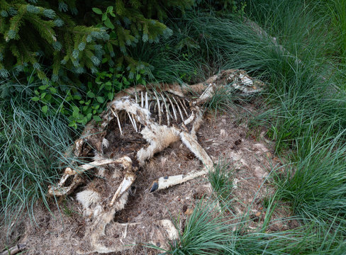 Mule Deer Skeleton Fish Lake Nation Forest Utah