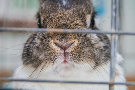 Small gray and white dwarf rabbit face peers through cage at county fair
