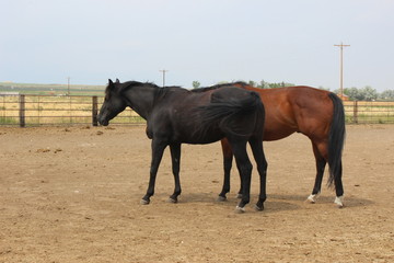 Obraz premium Horses
