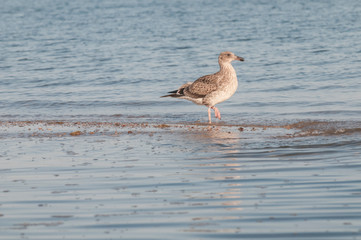 Seagull walking on the beach, La Paz Baja California Sur. Mexico