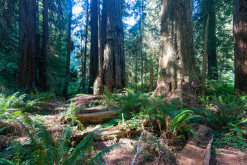 The majestic Redwood Forest, where are the fairies?