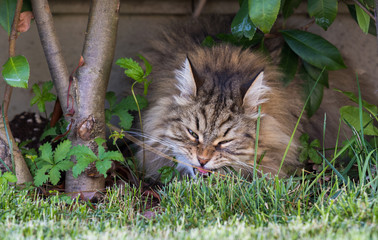 Naklejka na ściany i meble Long haired cat of siberian breed in relax outdoor. Purebred kitten, hypoallergenic animal