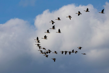 Thousands of geese migrate each year, many hunters await for flocks of Canadian geese