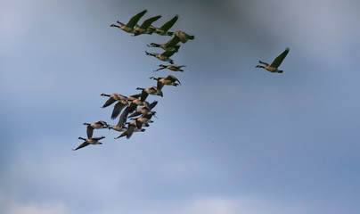Thousands of geese migrate each year, many hunters await for flocks of Canadian geese