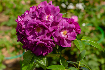 Beautiful purplish (violet) climbing roses in spring in the garden . Purple roses in green background. Gardening concept.