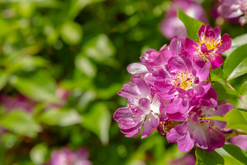 Beautiful purplish (violet) climbing roses in spring in the garden . Purple roses in green background. Gardening concept.
