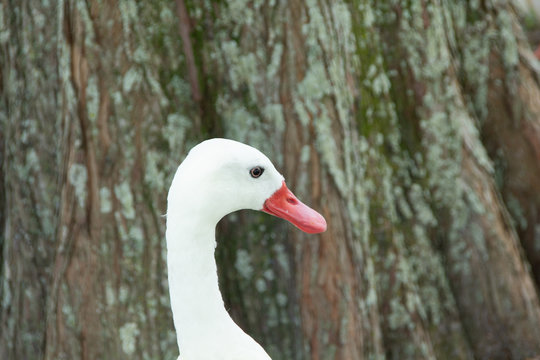 Weird white duck with an orange beak