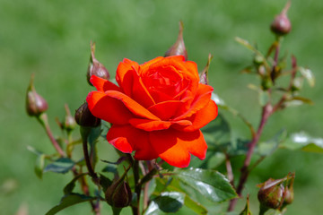 Beautiful red Kordes rose in garden