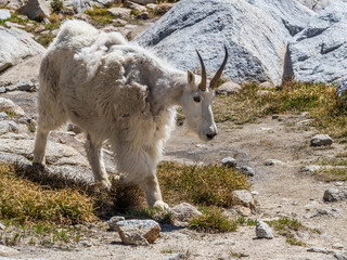Fototapeta premium White mountain goat in Cascade Mountains