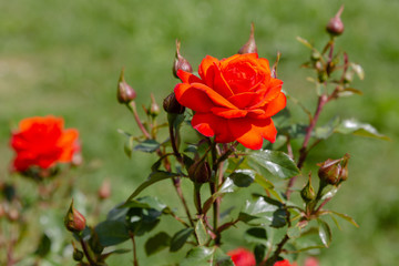 Beautiful red Kordes rose in garden