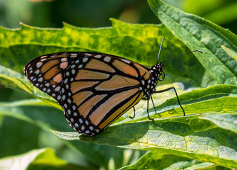 Monarch butterfly on a leaf