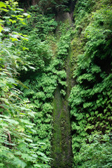 Fototapeta premium Fern Canyon, land of the fairies.