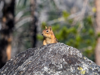 Stock photo of chipmunk