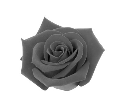 Black rose isolated on white background, clipping path and - soft focus