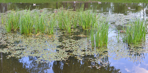 Sedge on the shore of the pond.