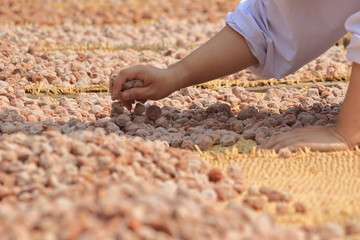 京都、北野天満宮の土用干しの作業風景