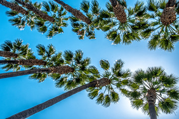 Palm trees against bright blue sky in California, USA