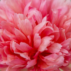 Floral pastel background. Pink peony macro. Petals of pink peony