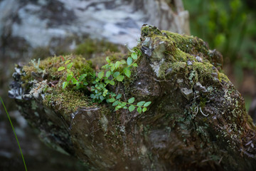An ecosystem at the bottom of a Redwood Rain Forest.