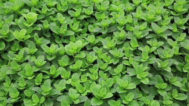 Dense mint plant growing at vegetable garden