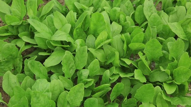 Dense mint plant growing at vegetable garden
